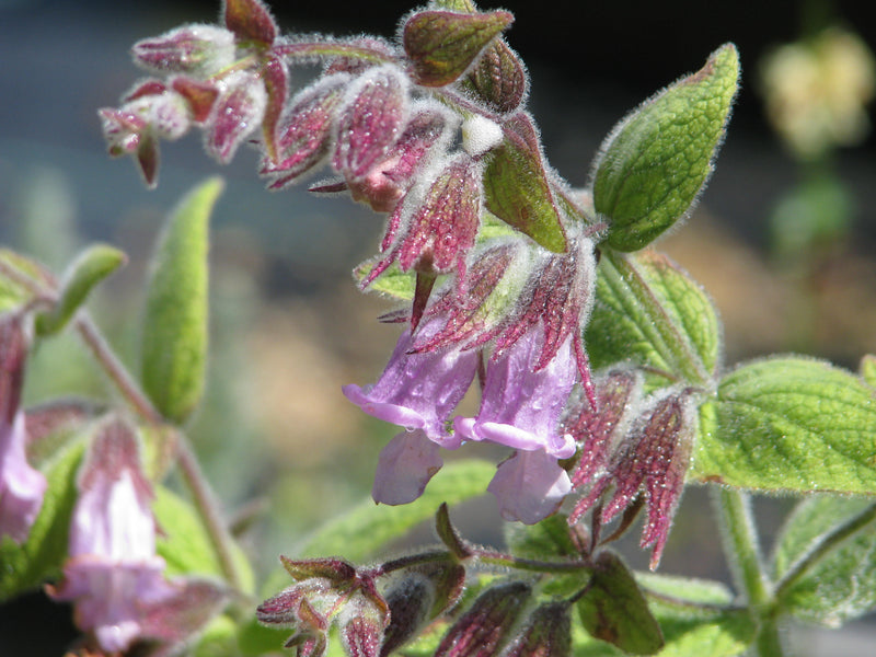 "Lepechinia fragrans (14214230079)" by peganum from Henfield, England is licensed under CC BY-SA 2.0. To view a copy of this license, visit https://creativecommons.org/licenses/by-sa/2.0/?ref=openverse.

