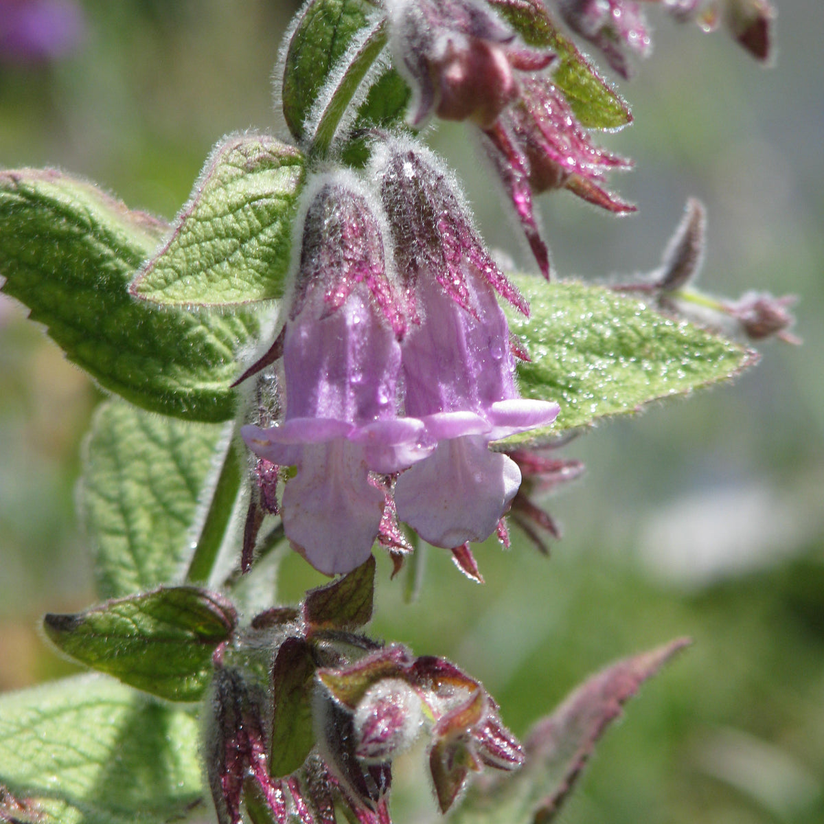 "Lepechinia fragrans (14377756606)" by peganum from Henfield, England is licensed under CC BY-SA 2.0. To view a copy of this license, visit https://creativecommons.org/licenses/by-sa/2.0/?ref=openverse.
