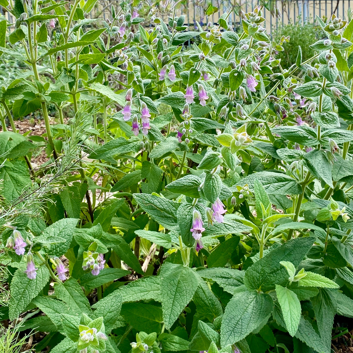 "Lepechinia fragrans at Tongva Sacred Springs native plant garden 04" by Jengod is licensed under CC BY-SA 4.0. To view a copy of this license, visit https://creativecommons.org/licenses/by-sa/4.0/?ref=openverse.
