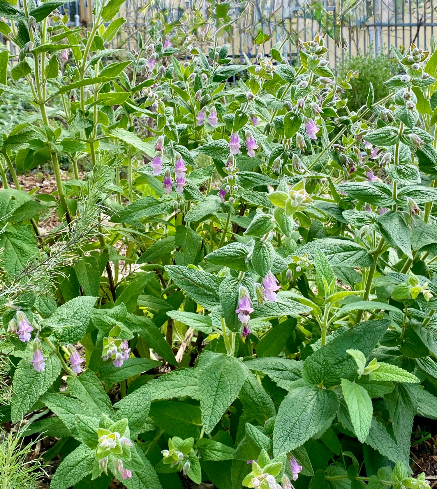 "Lepechinia fragrans at Tongva Sacred Springs native plant garden 04" by Jengod is licensed under CC BY-SA 4.0. To view a copy of this license, visit https://creativecommons.org/licenses/by-sa/4.0/?ref=openverse.
