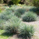 Canyon Prince Wild Rye