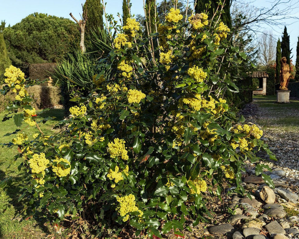 "(MHNT) Berberis aquifolium habitus" by Didier Descouens is licensed under CC BY-SA 4.0.