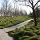 Molate Creeping Red Fescue