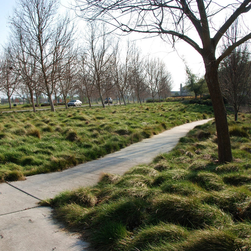 Molate Creeping Red Fescue