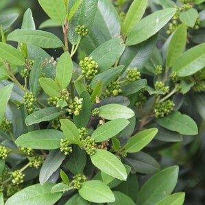 Mound San Bruno California Coffeeberry