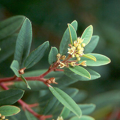 Mound San Bruno California Coffeeberry