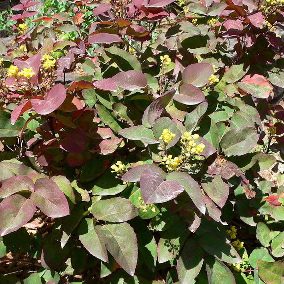 Mahonia aquifolium 'Compactum' by Stan Shebs GNU Free Documentation License,