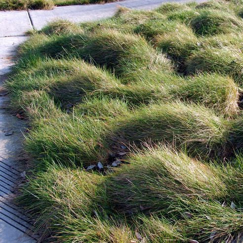 Molate Creeping Red Fescue