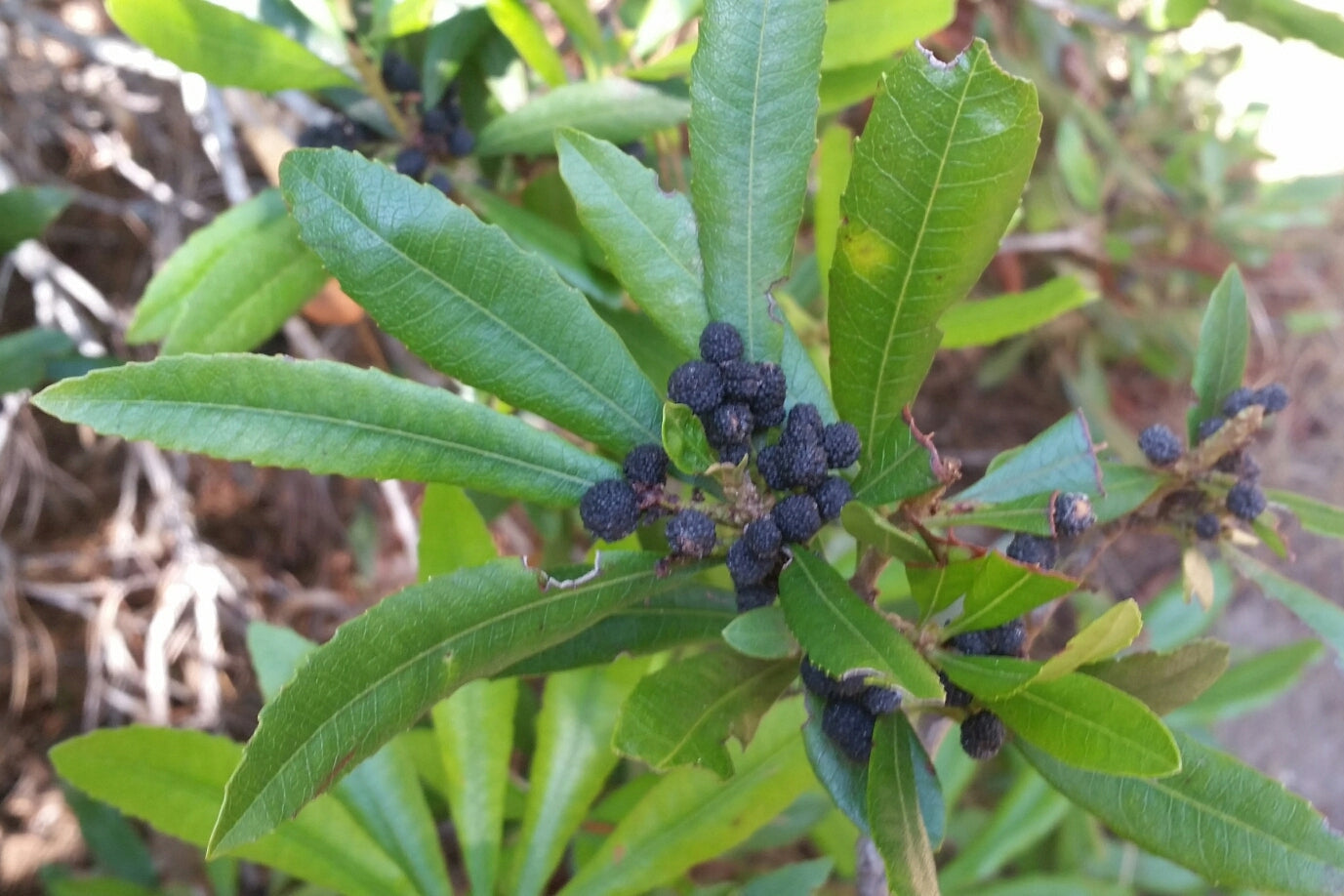 "Morella californica - Alex - 331883668" by Alex is licensed under CC BY 4.0.