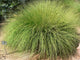 "Muhlenbergia rigens form" by Stan Shebs is licensed under CC BY-SA 3.0. To view a copy of this license, visit https://creativecommons.org/licenses/by-sa/3.0/?ref=openverse.
