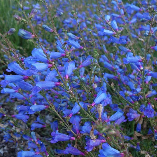 Electric Blue Foothill Penstemon