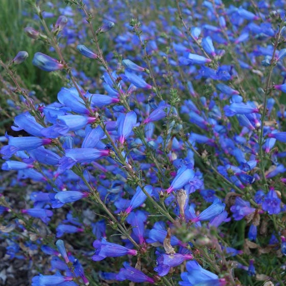 Electric Blue Foothill Penstemon