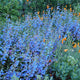 Electric Blue Foothill Penstemon