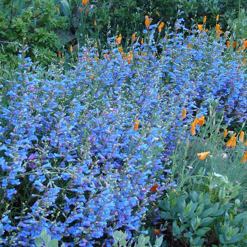 Electric Blue Foothill Penstemon