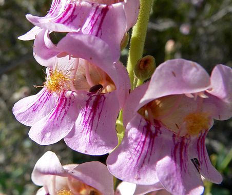 Penstemon palmeri