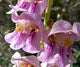 Penstemon palmeri