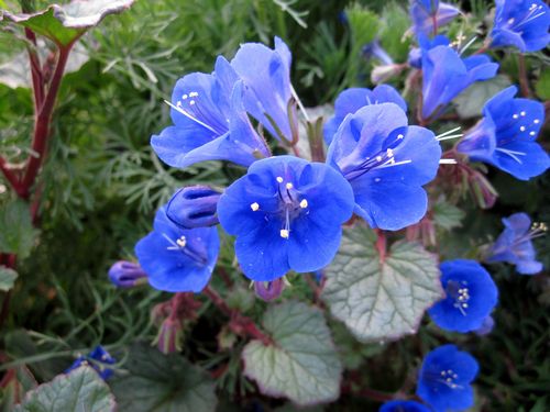 Phacelia campanularia