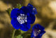 Phacelia viscida The Electric Blue "Sticky"