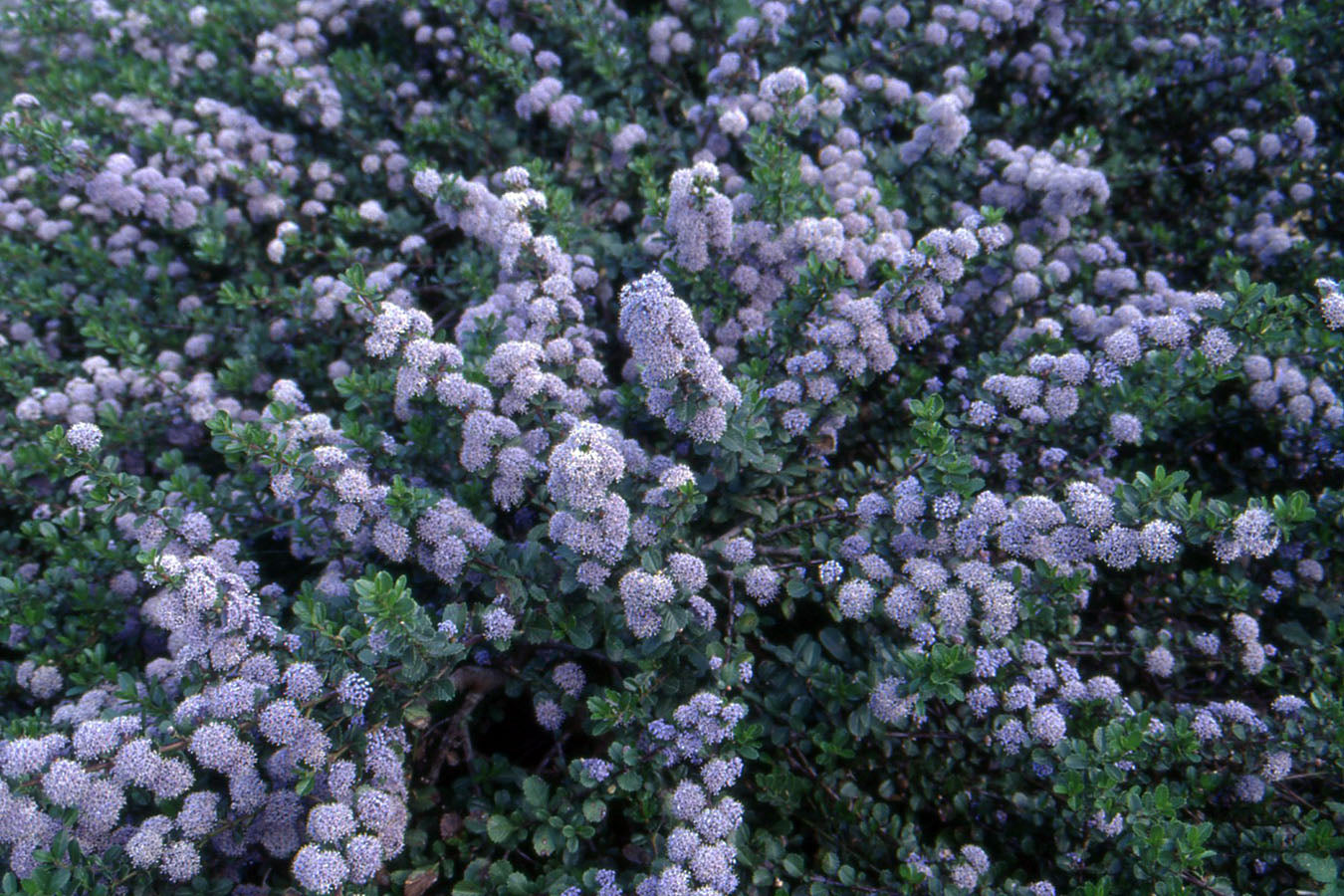 Point Reyes Ceanothus