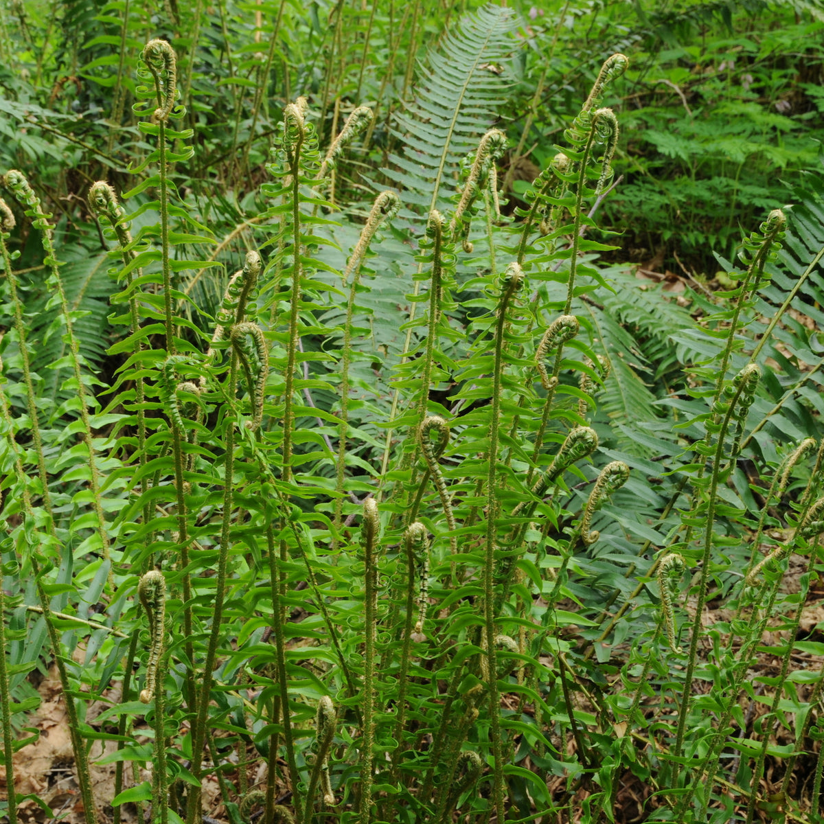 "Polystichum munitum iNat-110931146.2" by Timothy McNitt is licensed under CC BY 4.0. To view a copy of this license, visit https://creativecommons.org/licenses/by/4.0/?ref=openverse.
