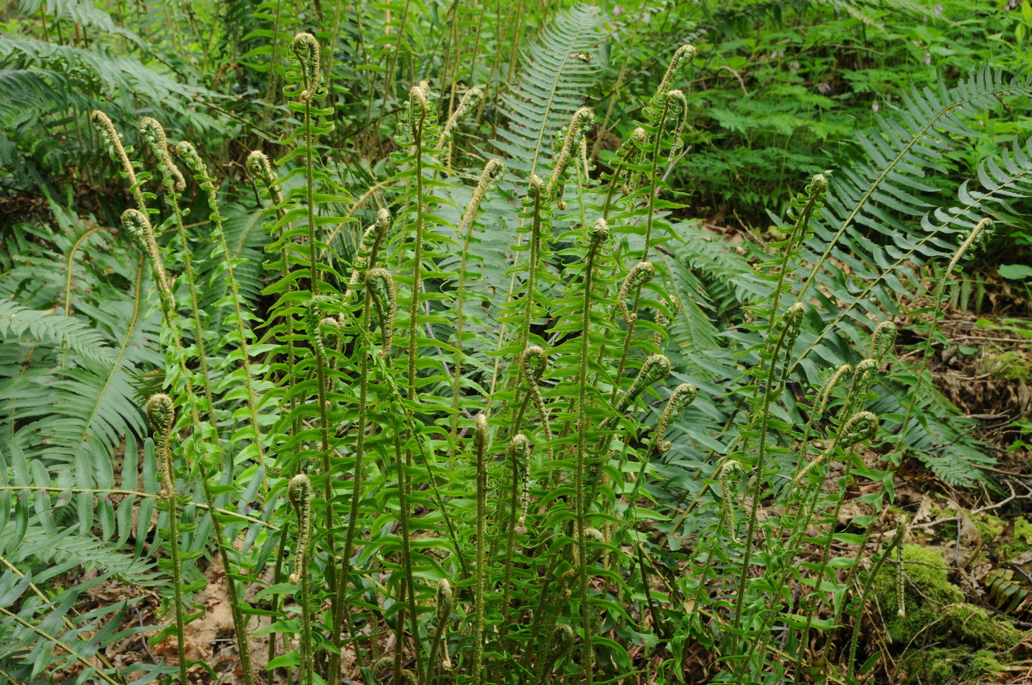 "Polystichum munitum iNat-110931146.2" by Timothy McNitt is licensed under CC BY 4.0. To view a copy of this license, visit https://creativecommons.org/licenses/by/4.0/?ref=openverse.

