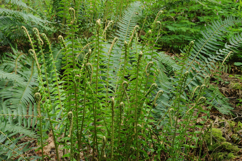 "Polystichum munitum iNat-110931146.2" by Timothy McNitt is licensed under CC BY 4.0. To view a copy of this license, visit https://creativecommons.org/licenses/by/4.0/?ref=openverse.
