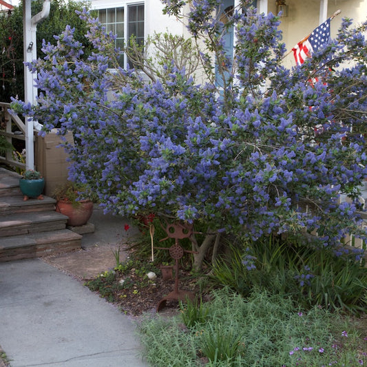 "RayHartman_Ceanothus_8966a" by JKehoe_Photos is licensed under CC BY 2.0.
