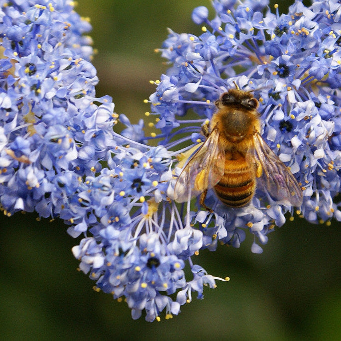 "Honeybee on Ray Hartman Ceanothus" by Native Heart Collections ~ Debbie Ballentine is licensed under CC BY-ND 2.0.