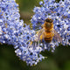"Honeybee on Ray Hartman Ceanothus" by Native Heart Collections ~ Debbie Ballentine is licensed under CC BY-ND 2.0.