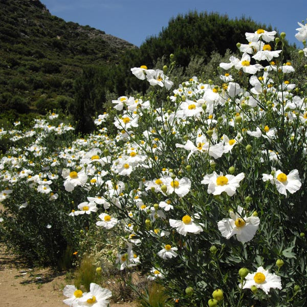 "Romneya coulteri 3 (Corse)" by Ghislain118 http://www.fleurs-des-montagnes.net is licensed under CC BY-SA 3.0.
