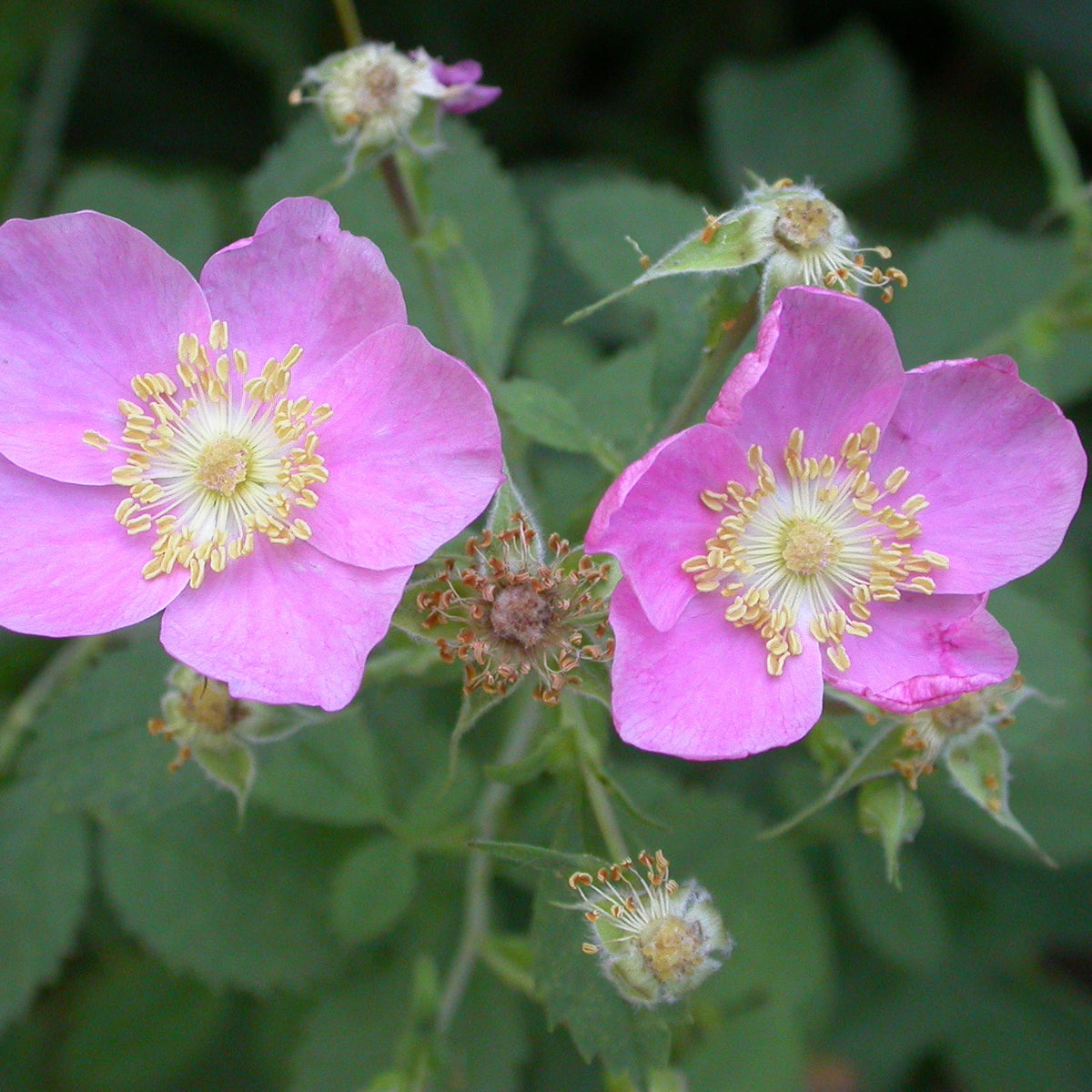 California Wildrose