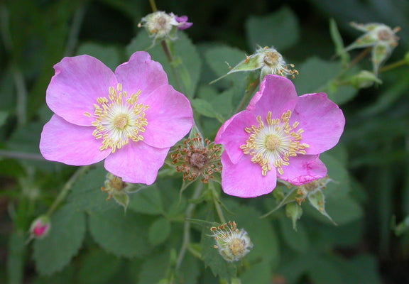 Calafornia Roses California Wild Rose - Native Rosa californica | Pink Flowers Red Hips ...