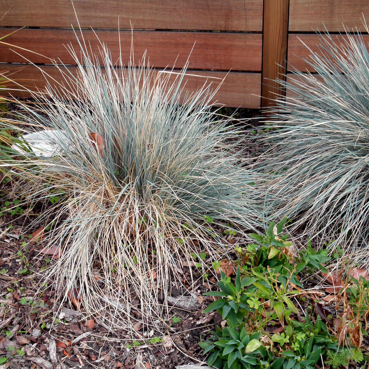 "S20140124-0044—Festuca 'Siskiyou Blue'—Berkeley (12125352973)" by John Rusk from Berkeley, CA, United States of America is licensed under CC BY 2.0. To view a copy of this license, visit https://creativecommons.org/licenses/by/2.0/?ref=openverse.