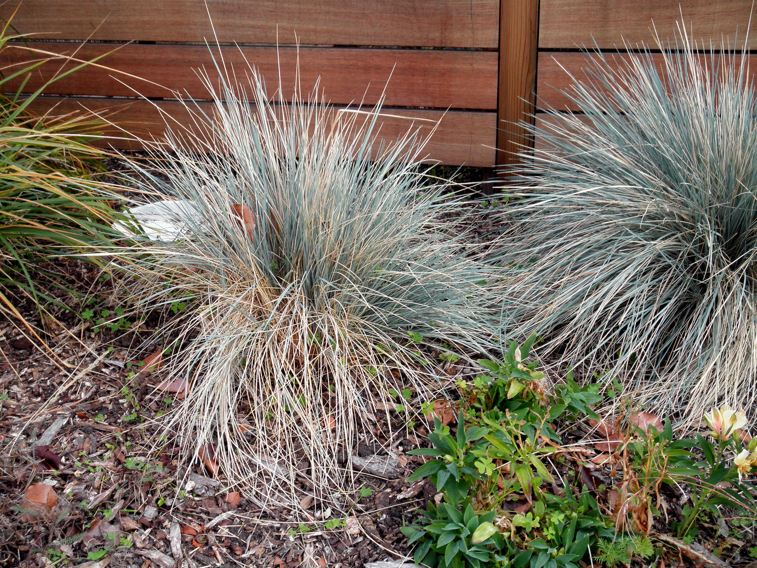 "S20140124-0044—Festuca 'Siskiyou Blue'—Berkeley (12125352973)" by John Rusk from Berkeley, CA, United States of America is licensed under CC BY 2.0. To view a copy of this license, visit https://creativecommons.org/licenses/by/2.0/?ref=openverse.