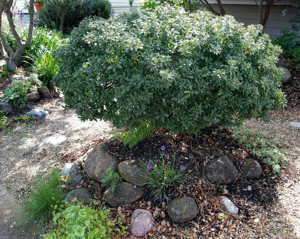 Mound San Bruno California Coffeeberry