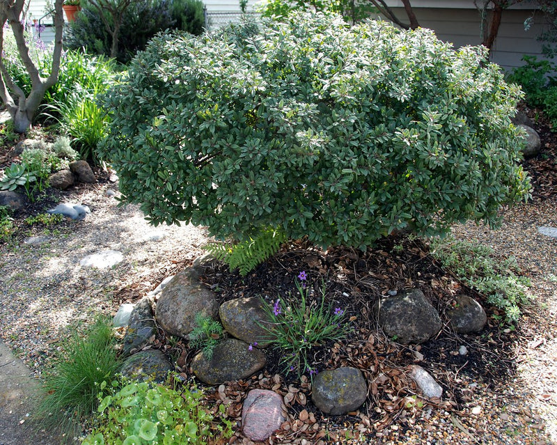 Mound San Bruno California Coffeeberry