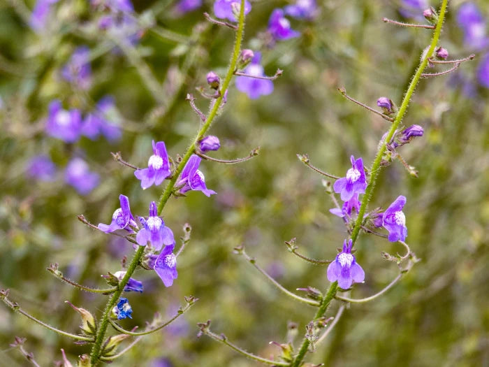 Nuttall's Snapdragon