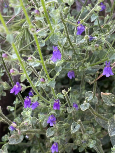 Nuttall's Snapdragon