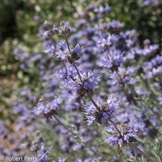 Winnifred Gilman Cleveland Sage