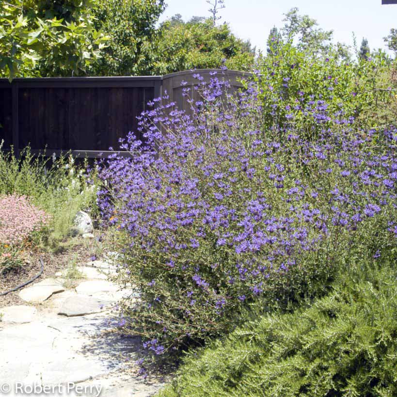 Winnifred Gilman Cleveland Sage