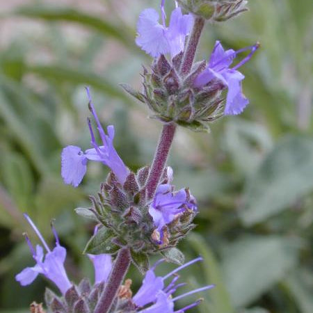 http://theodorepayne.org/nativeplantdatabase/index.php?curid=3909
