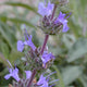 http://theodorepayne.org/nativeplantdatabase/index.php?curid=3909