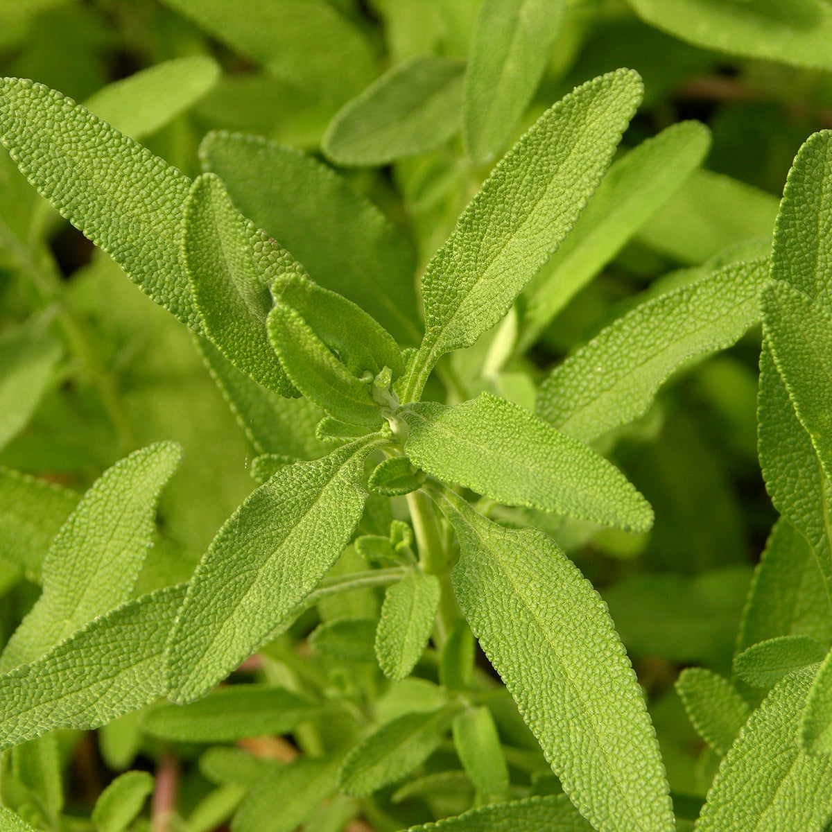 "Salvia clevelandii 'Allen Chickering' Leaves 3264px" by Photo by and (c)2006 Derek Ramsey (Ram-Man). Location credit to the Chanticleer Garden. is licensed under CC BY-SA 3.0. To view a copy of this license, visit https://creativecommons.org/licenses/by-sa/3.0/?ref=openverse.