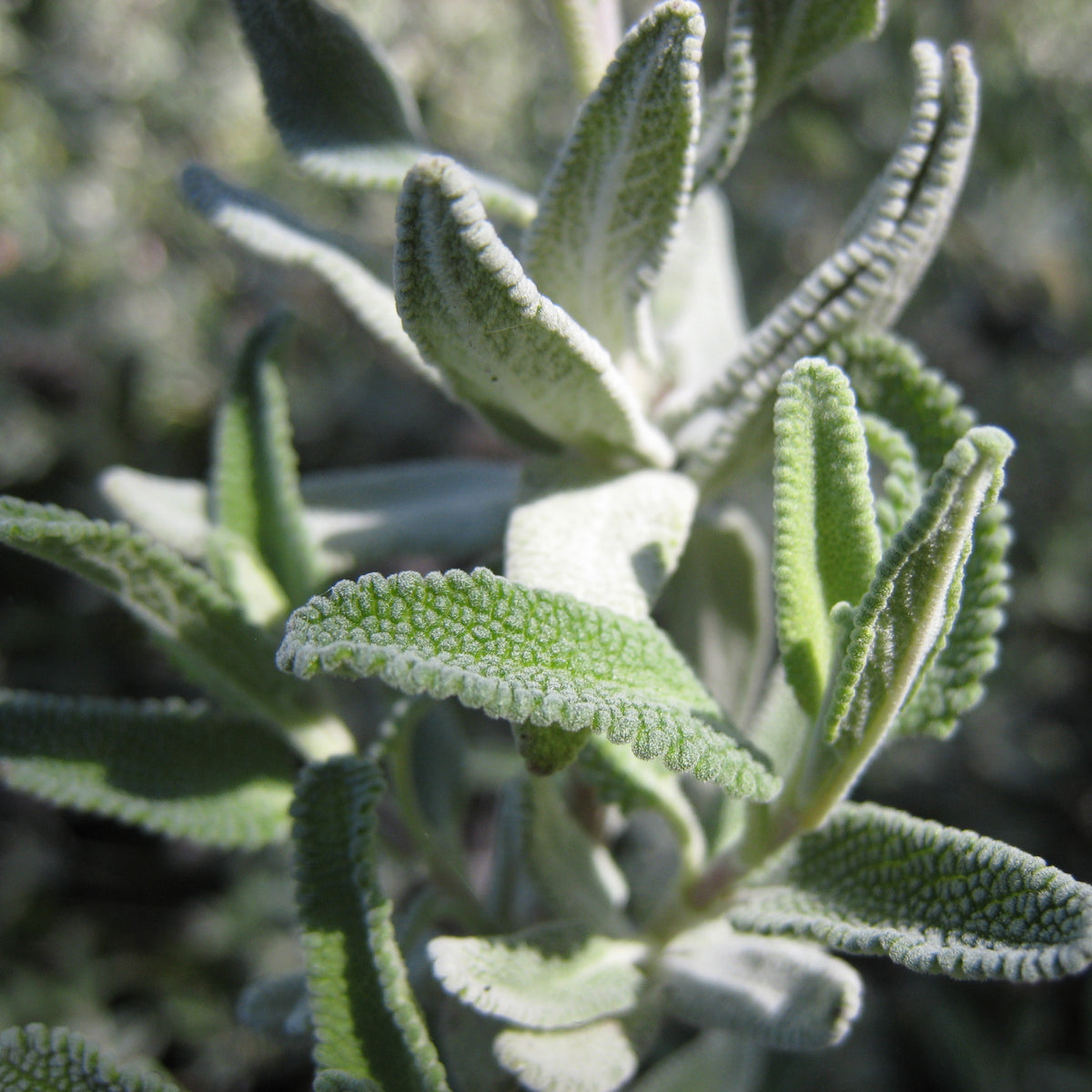 "Salvia clevelandii close-up" by josh jackson is licensed under CC BY 2.0. To view a copy of this license, visit https://creativecommons.org/licenses/by/2.0/?ref=openverse.
