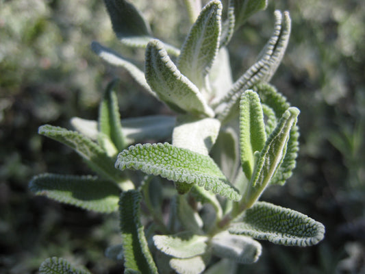 "Salvia clevelandii close-up" by josh jackson is licensed under CC BY 2.0. To view a copy of this license, visit https://creativecommons.org/licenses/by/2.0/?ref=openverse.

