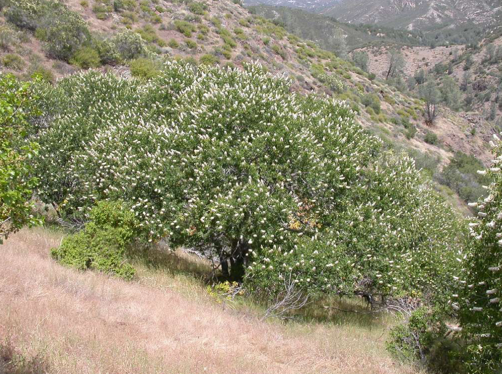 California Buckeye