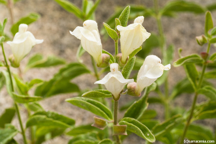 California Skullcap