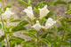 California Skullcap