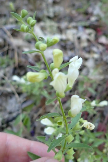 California Skullcap