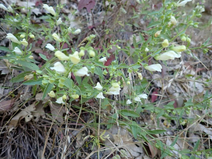 California Skullcap